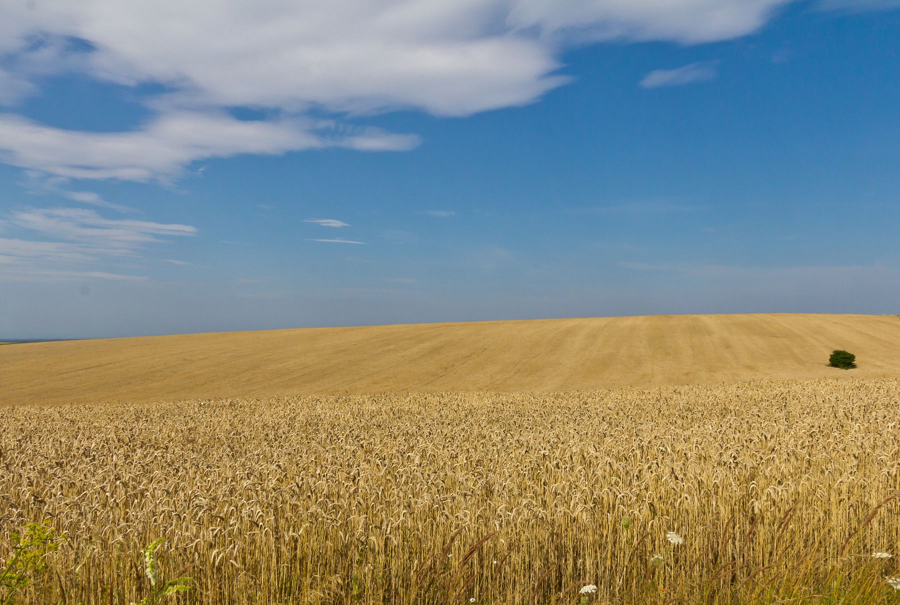 Пшеничне поле, Вінницька область